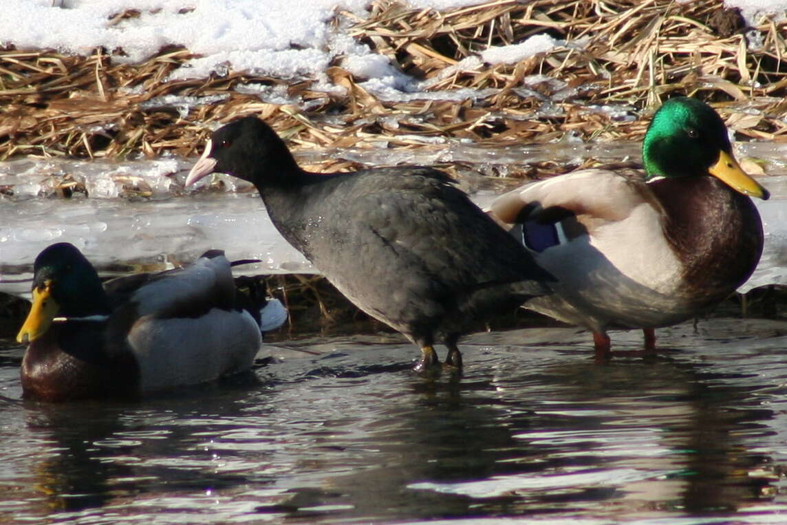 Image of Common Coot