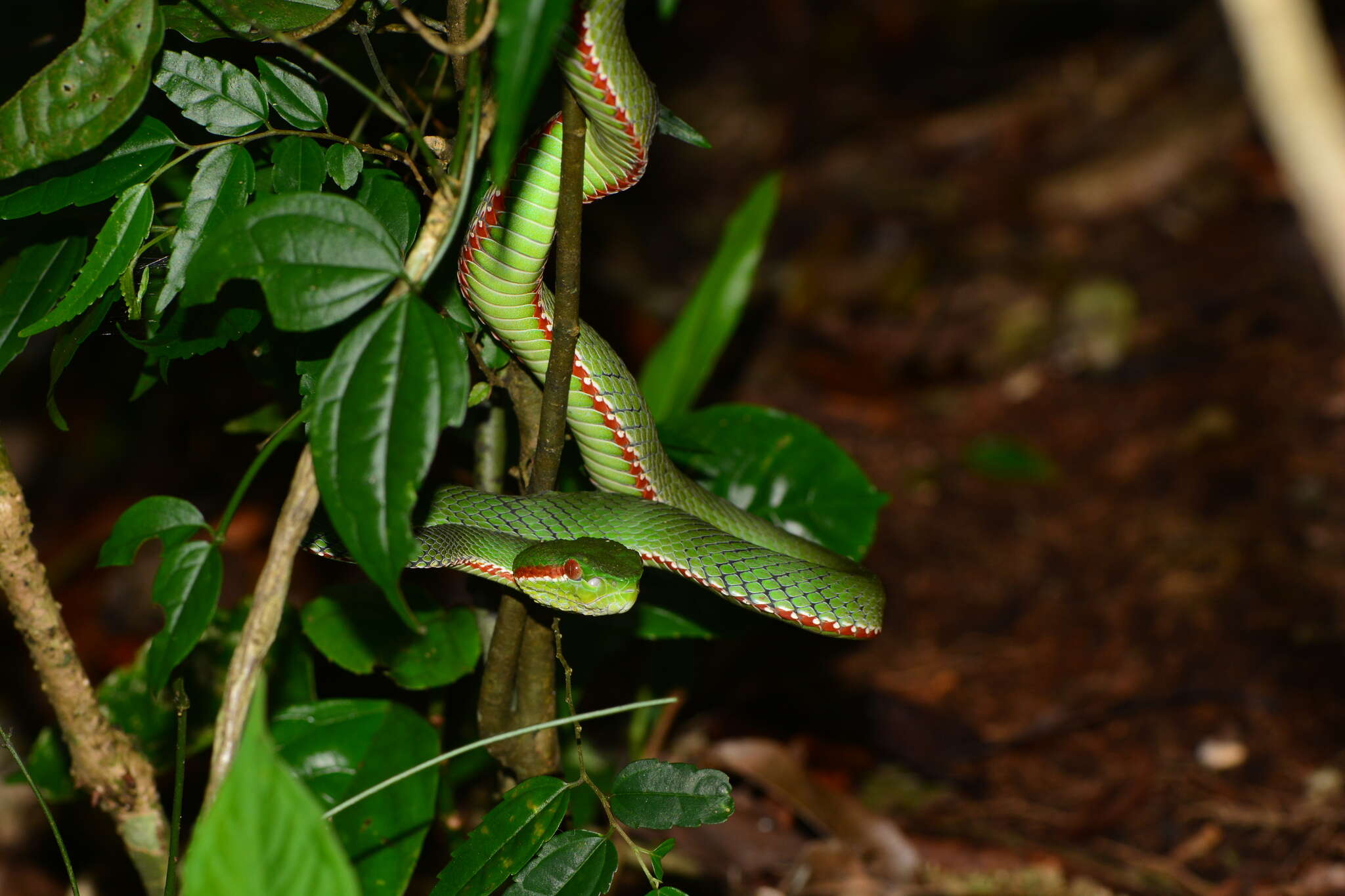 Image of Pope's pit viper