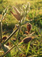 Image of Bladder Campion