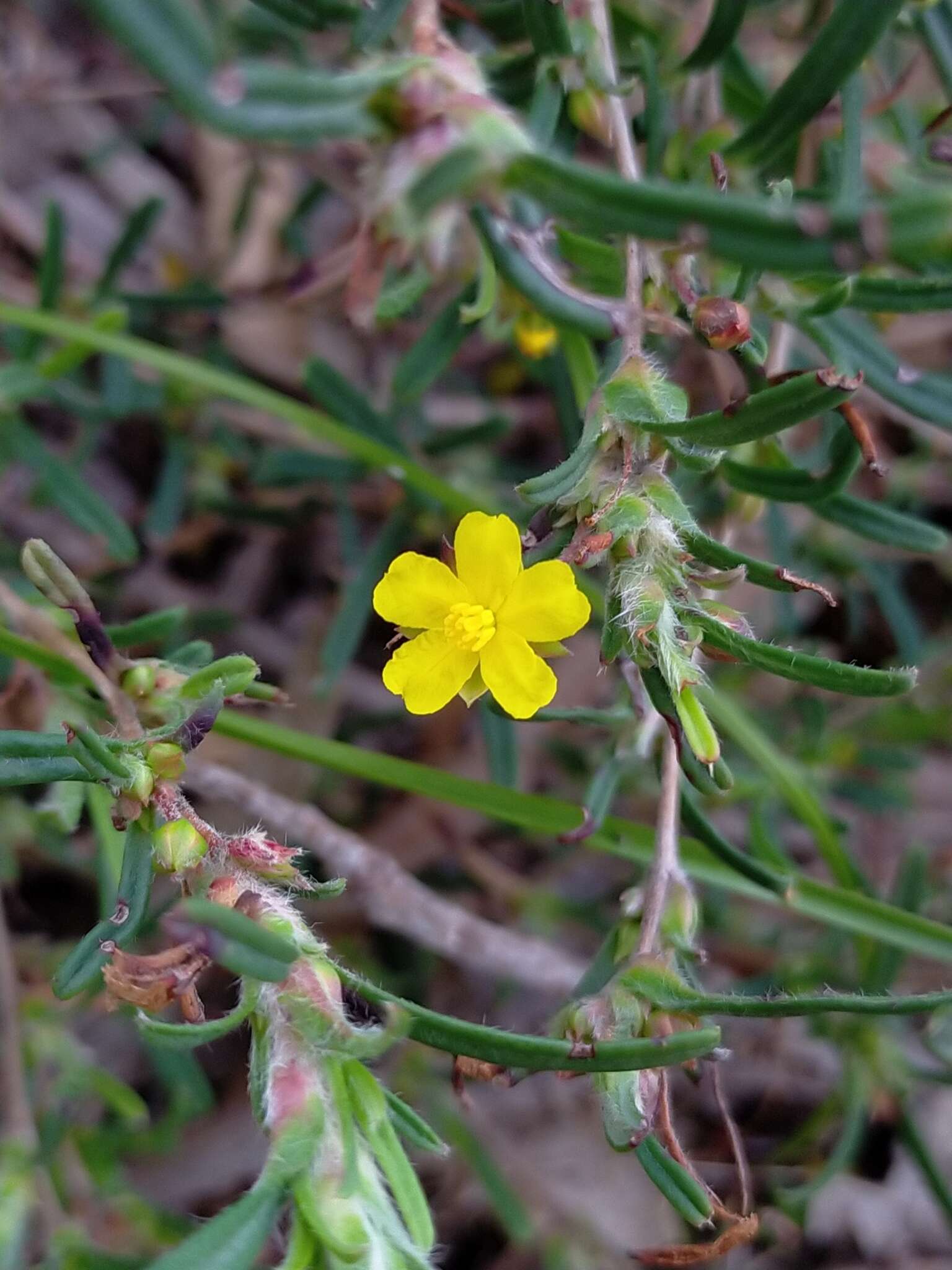 Image of Hibbertia racemosa (Endl.) Gilg