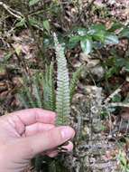 Imagem de Adiantum pyramidale (L.) Willd.