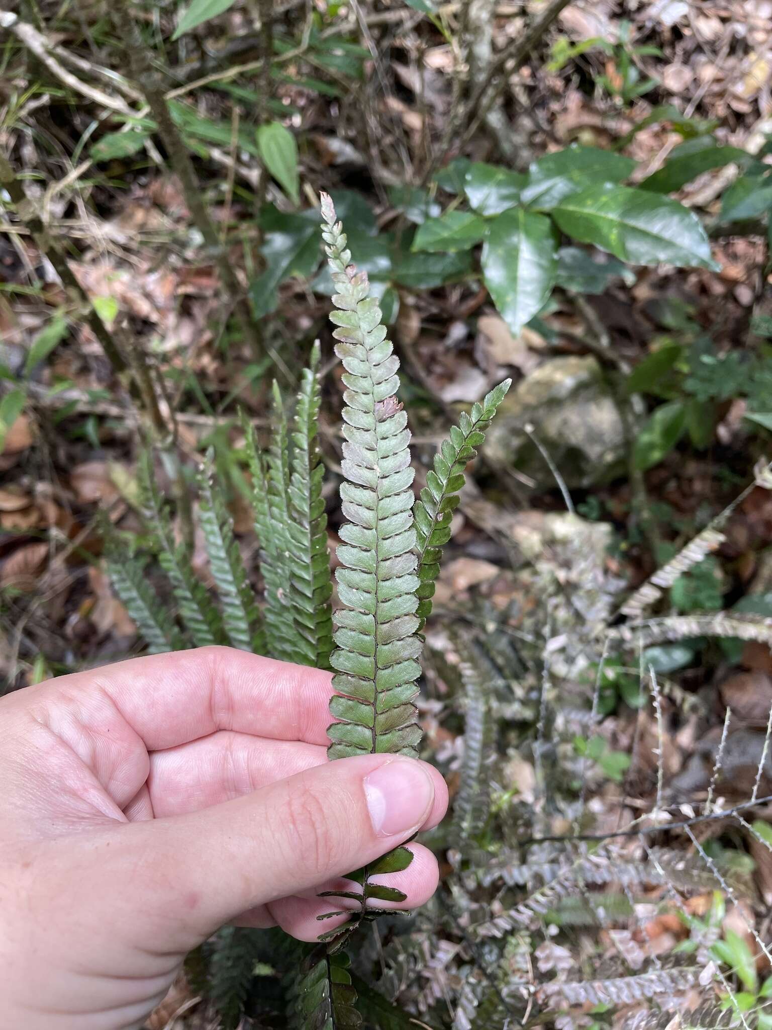 Adiantum pyramidale (L.) Willd.的圖片