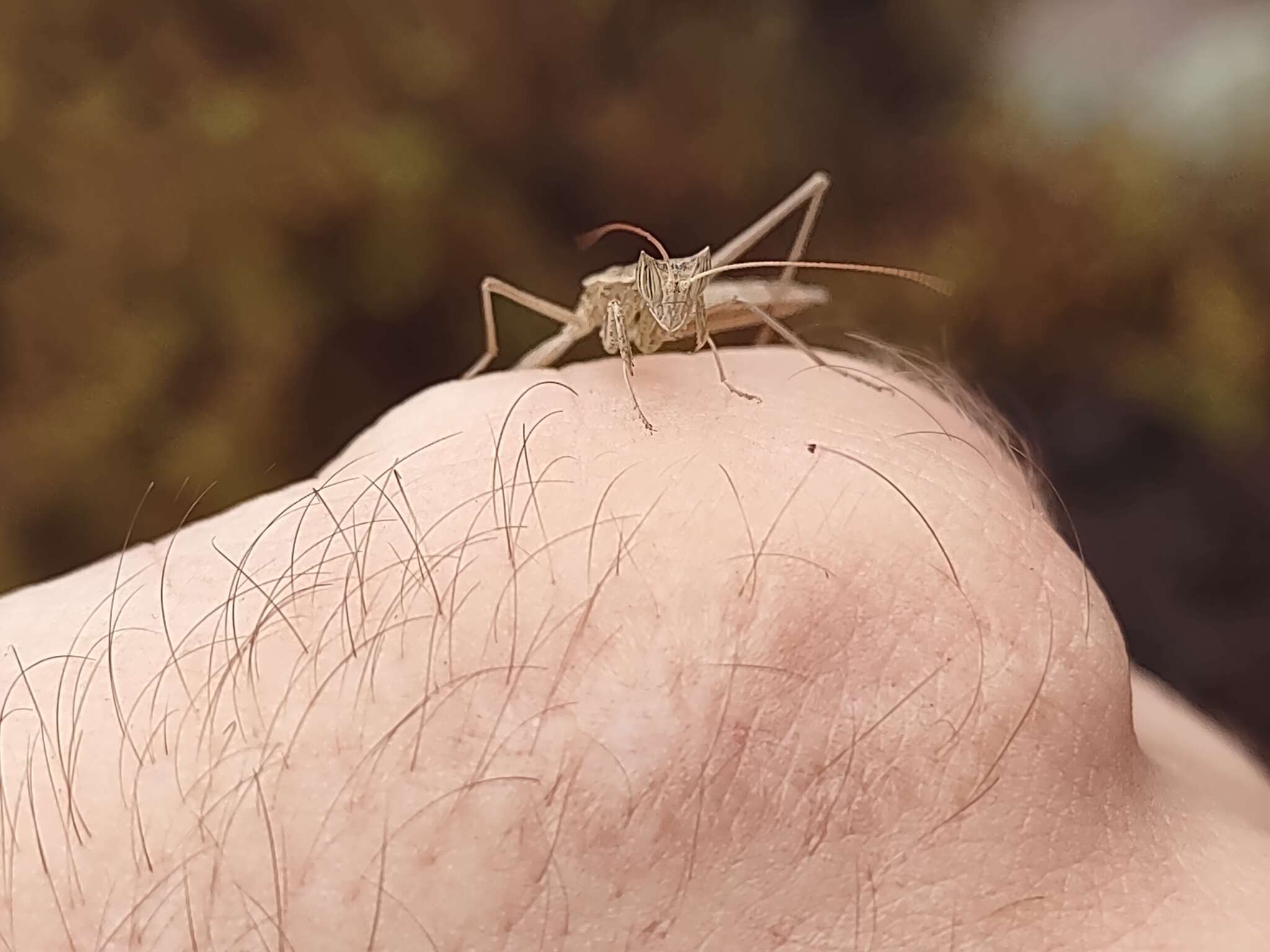 Слика од Yersiniops solitarius (Scudder 1896)