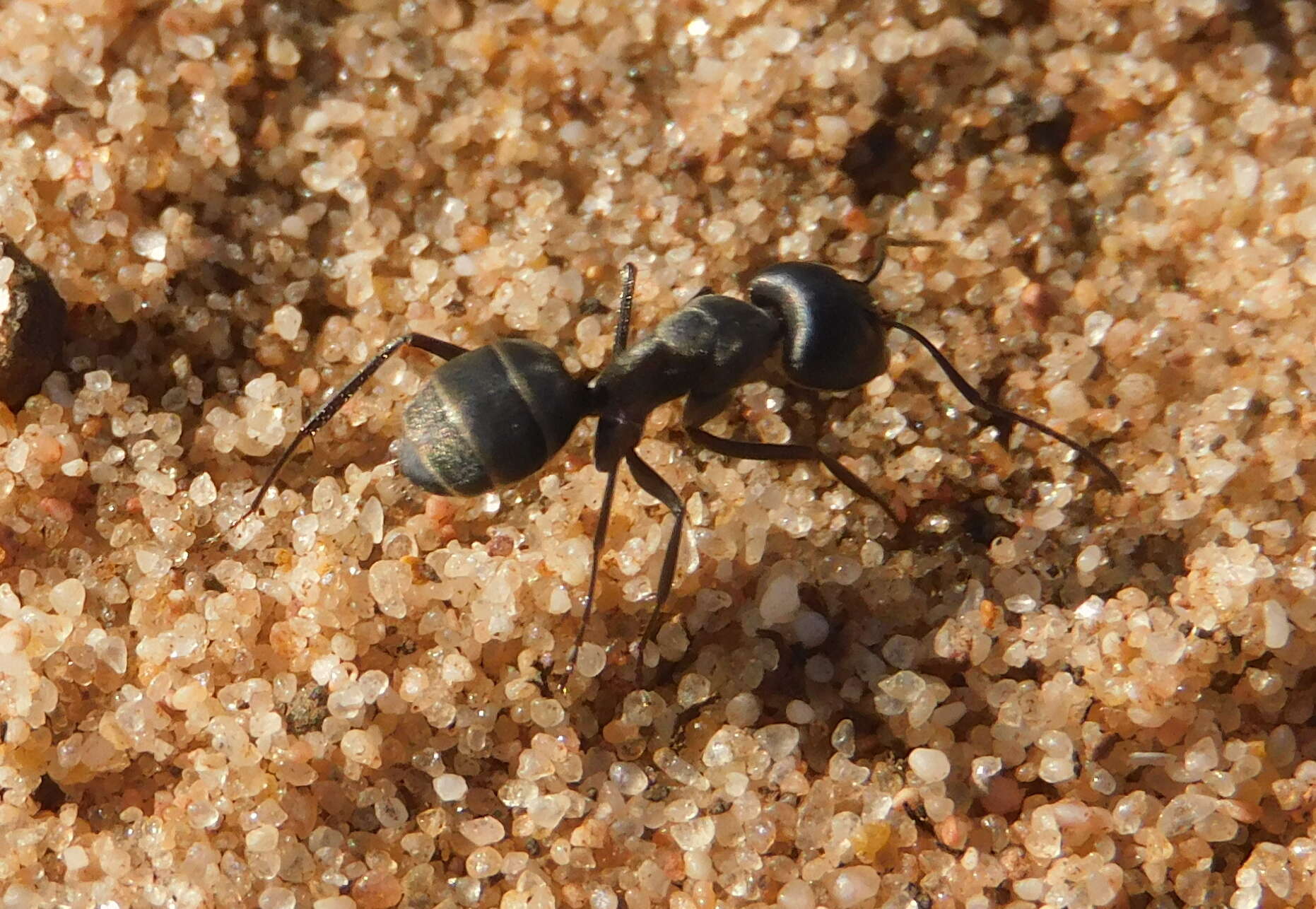 Image of Camponotus micans (Nylander 1856)