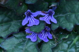 Image of Ajuga decumbens Thunb.