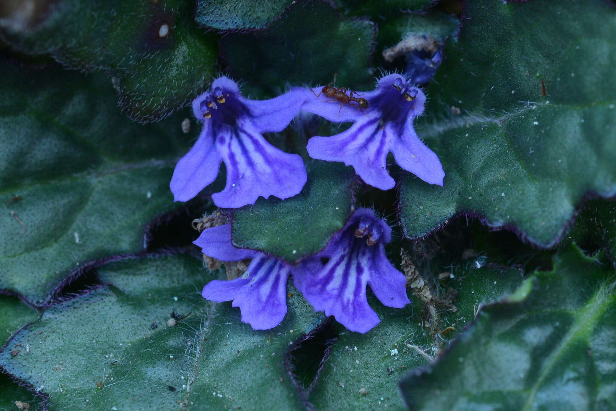 Image of Ajuga decumbens Thunb.