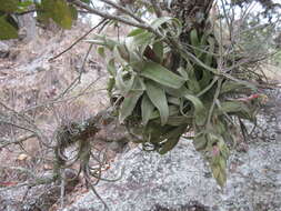 Image of Tillandsia streptophylla Scheidw.