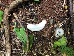 Image of Cuban slug