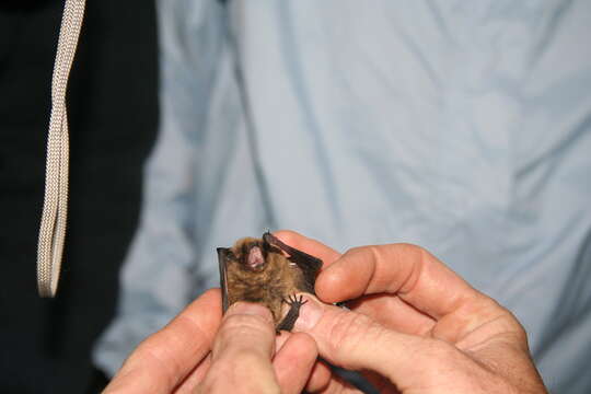 Image of Long-legged Myotis