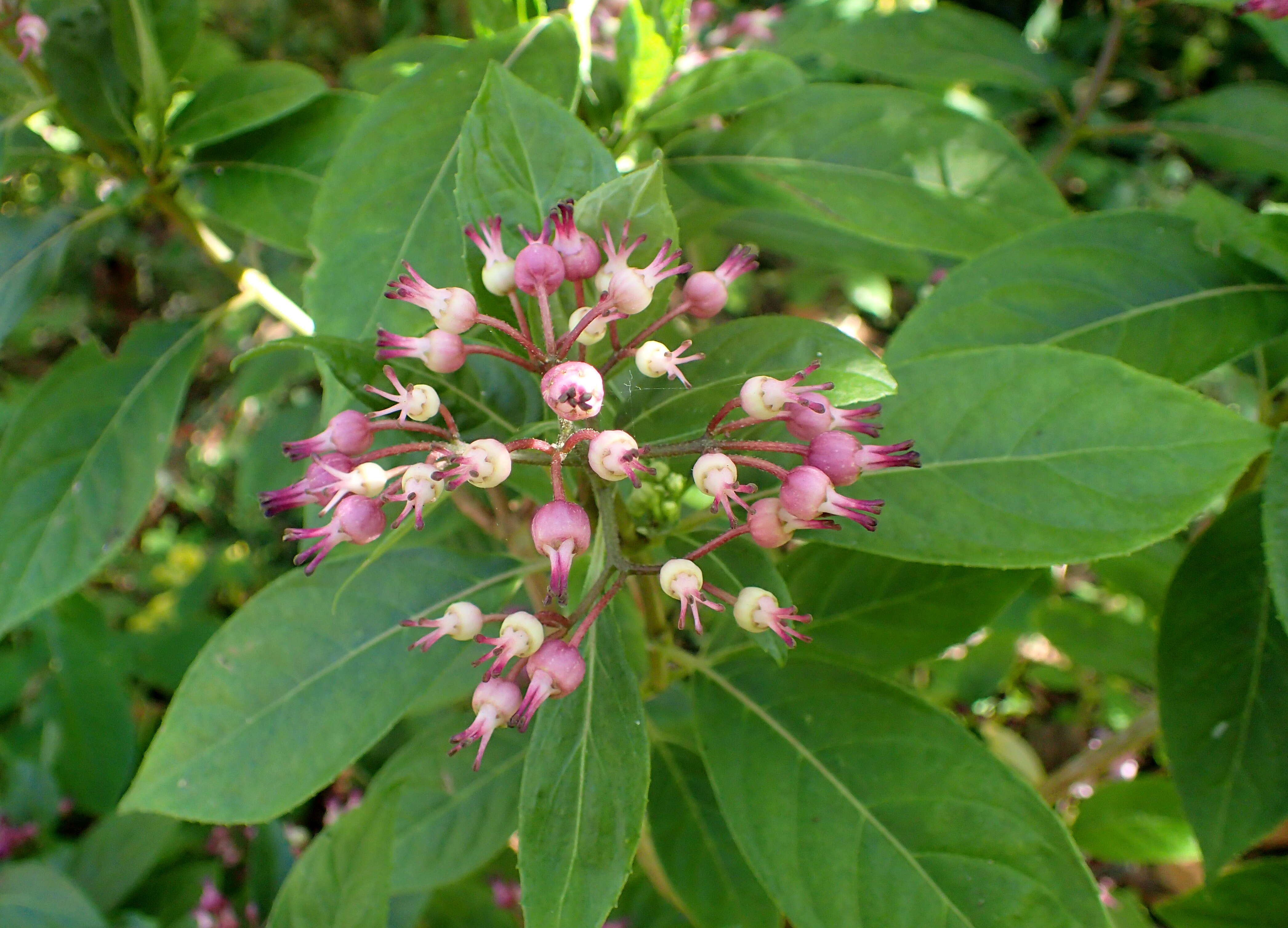 Image of Hydrangea febrifuga (Lour.) Y. De Smet & Granados