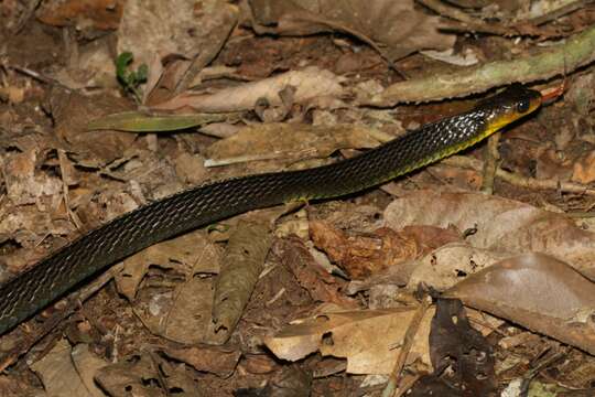 Image of Chironius multiventris K. P. Schmidt & Walker 1943