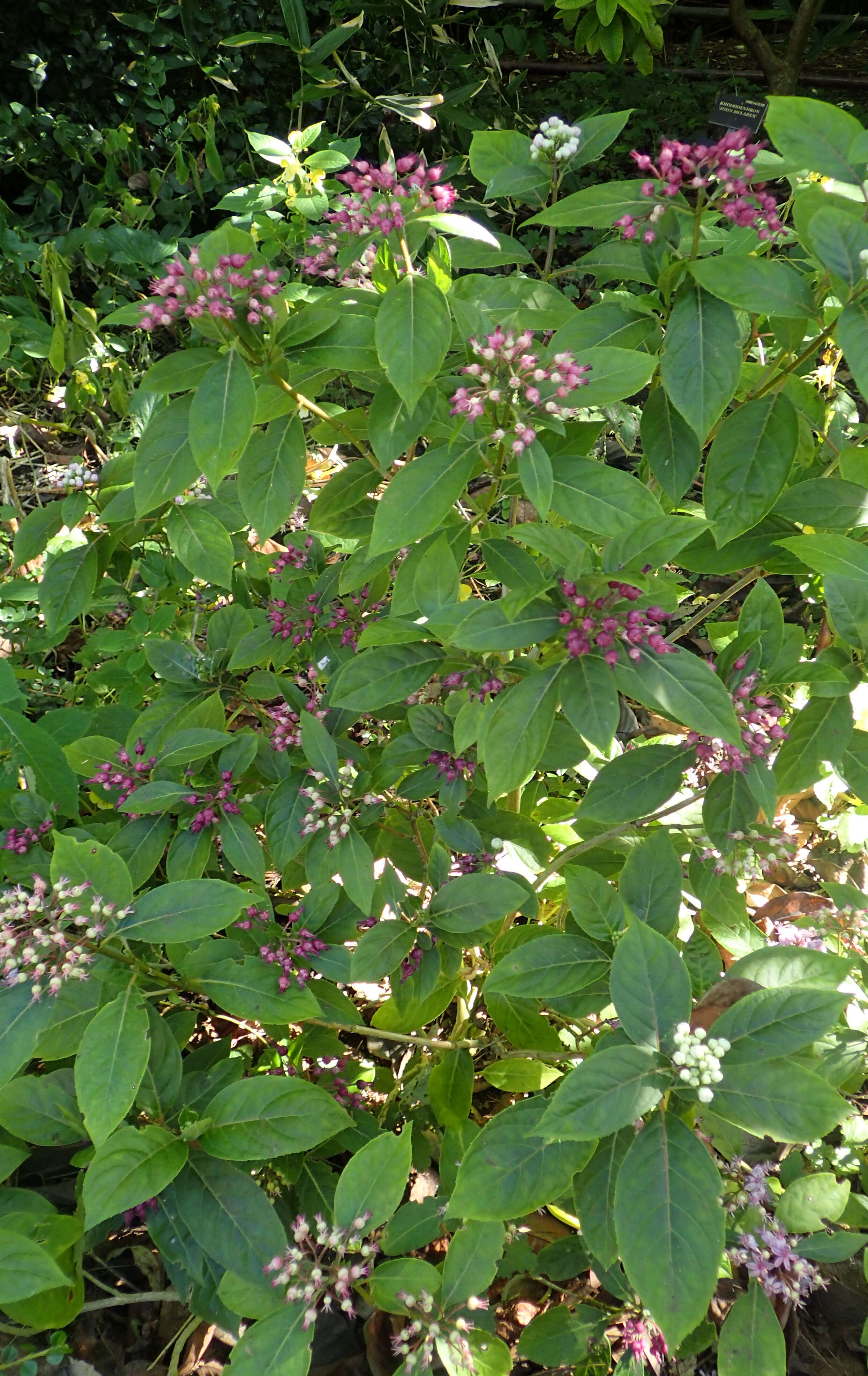 Image of Hydrangea febrifuga (Lour.) Y. De Smet & Granados