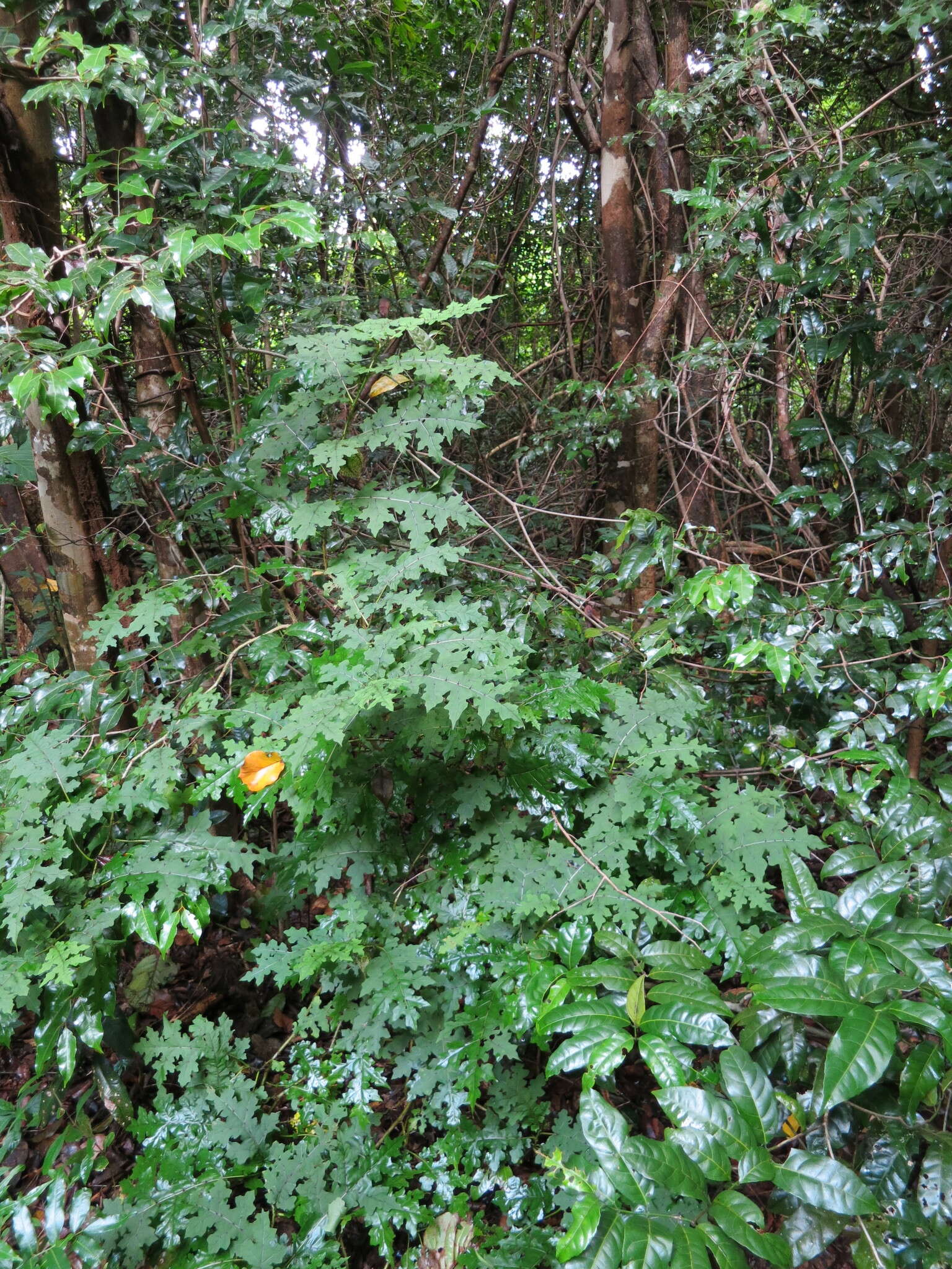 Image of Solanum mahoriense W. G. D' Arcy & A. Rakotozafy