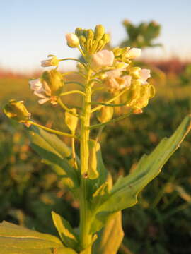 Image of field pennycress