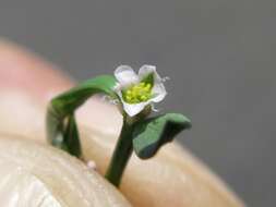 Polygonum aviculare subsp. buxiforme (Small) Costea & Tardif的圖片