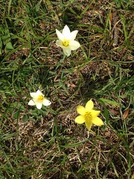 Imagem de Zephyranthes americana (Hoffmanns.) Ravenna