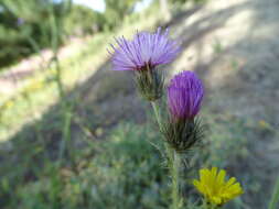 Image de Carduus carpetanus Boiss. & Reut.