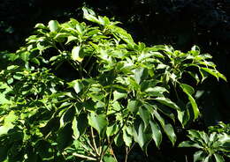 Image of Trochodendron