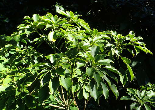 Image of Trochodendron