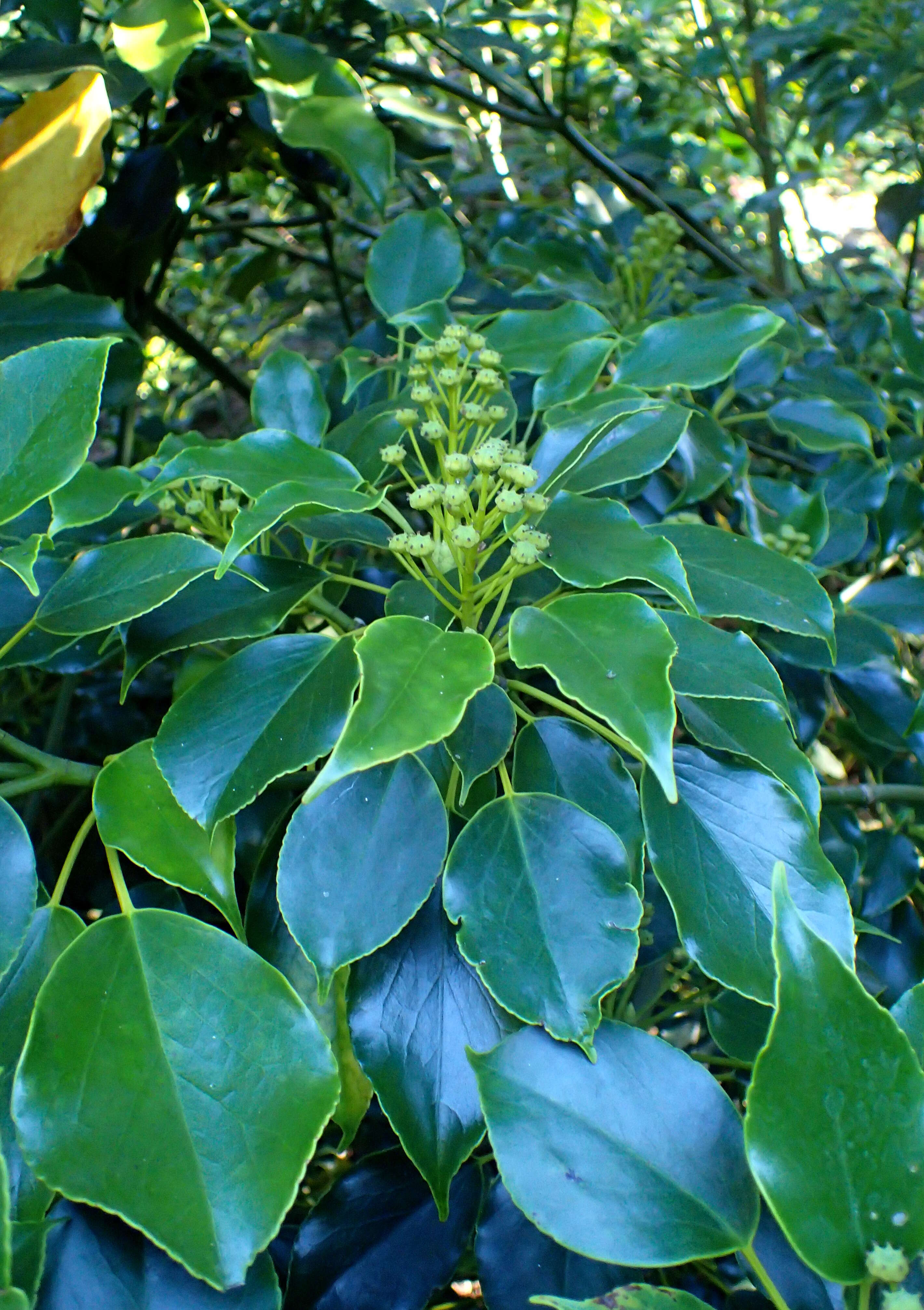 Image of Trochodendron