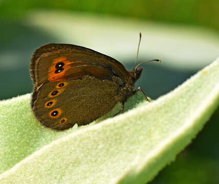 Image of woodland ringlet