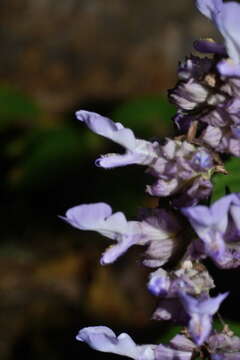 Imagem de Salvia compsostachys Epling