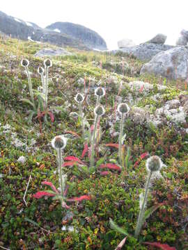 Image of alpine hawkweed