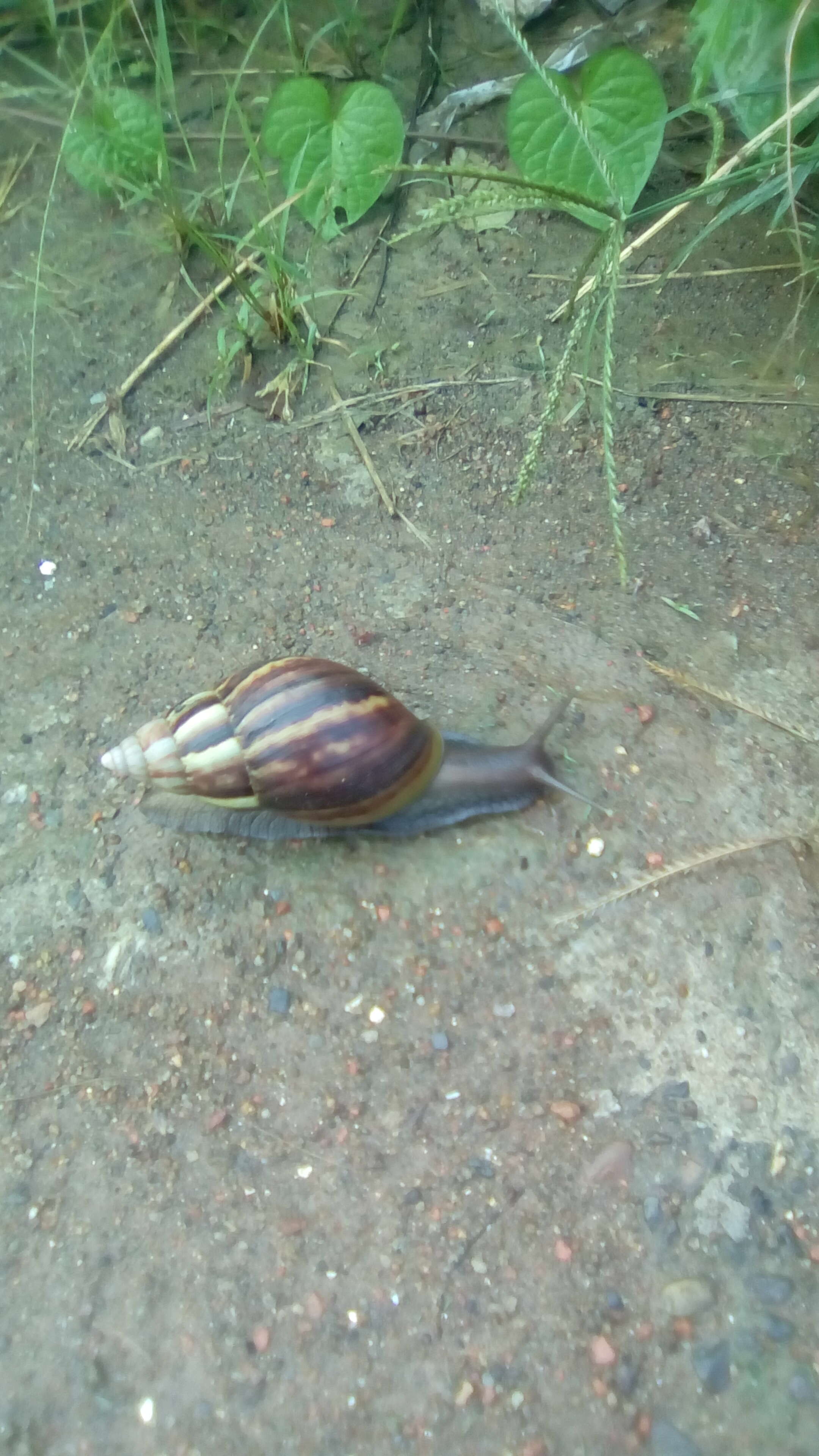 Image of Achatina fulica