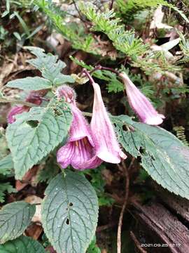 Image de Chirita urticifolia Buch.-Ham. ex D. Don