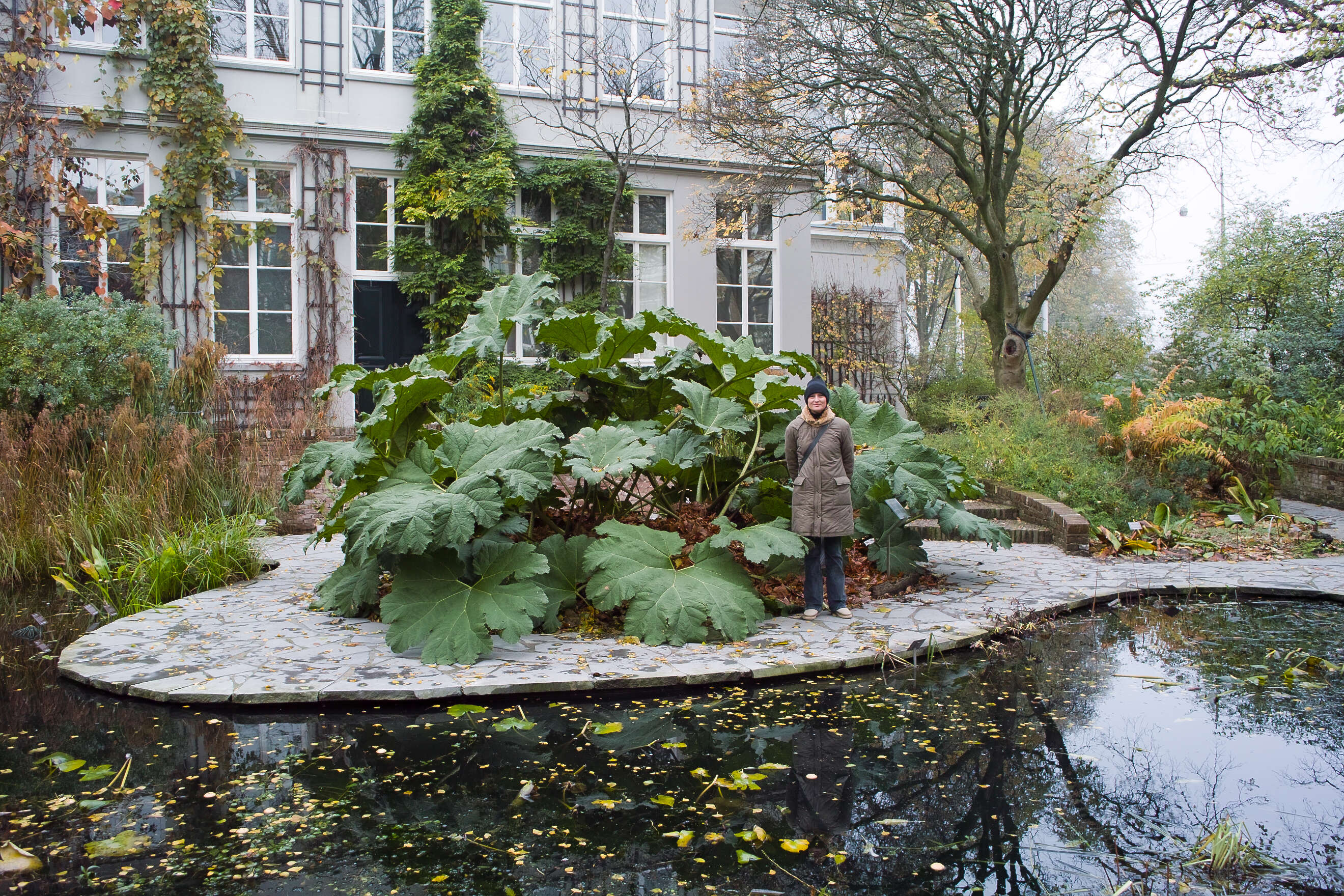 Image of giant rhubarb