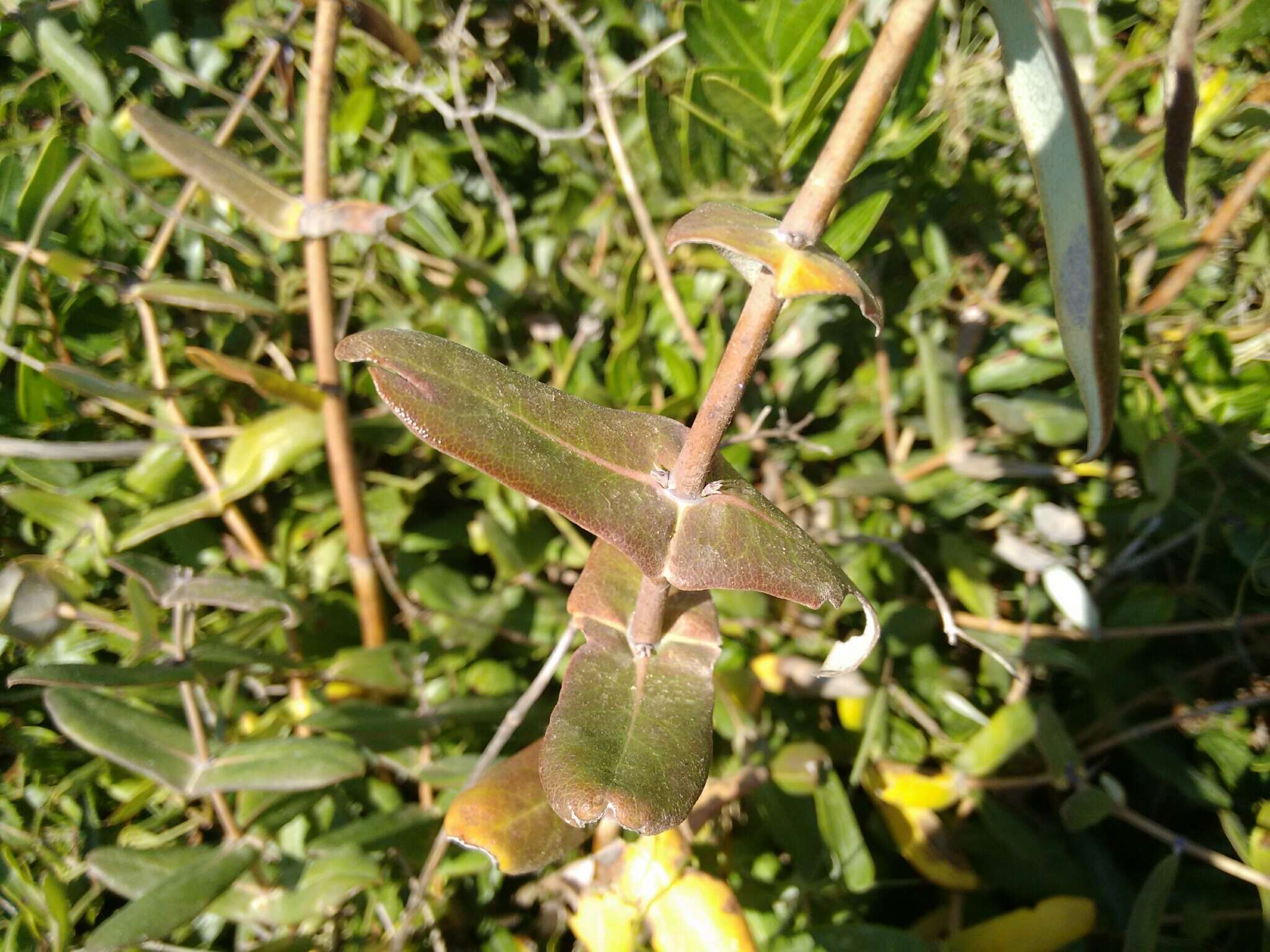 Image of Evergreen Honeysuckle