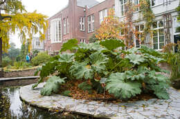 Image of giant rhubarb