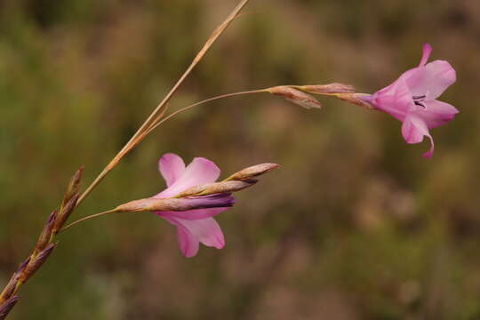 Imagem de Dierama robustum N. E. Br.