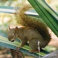Image of Bolivian Squirrel
