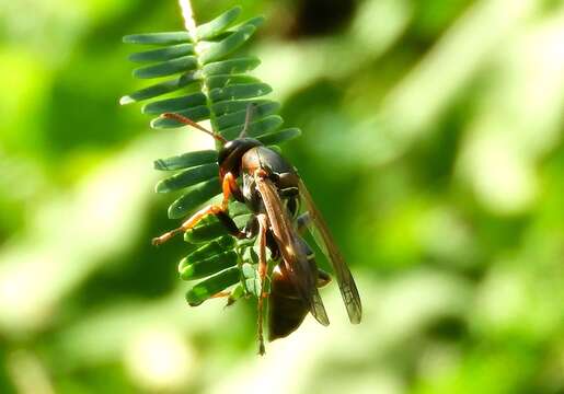 Image of Polistes pacificus Fabricius 1804