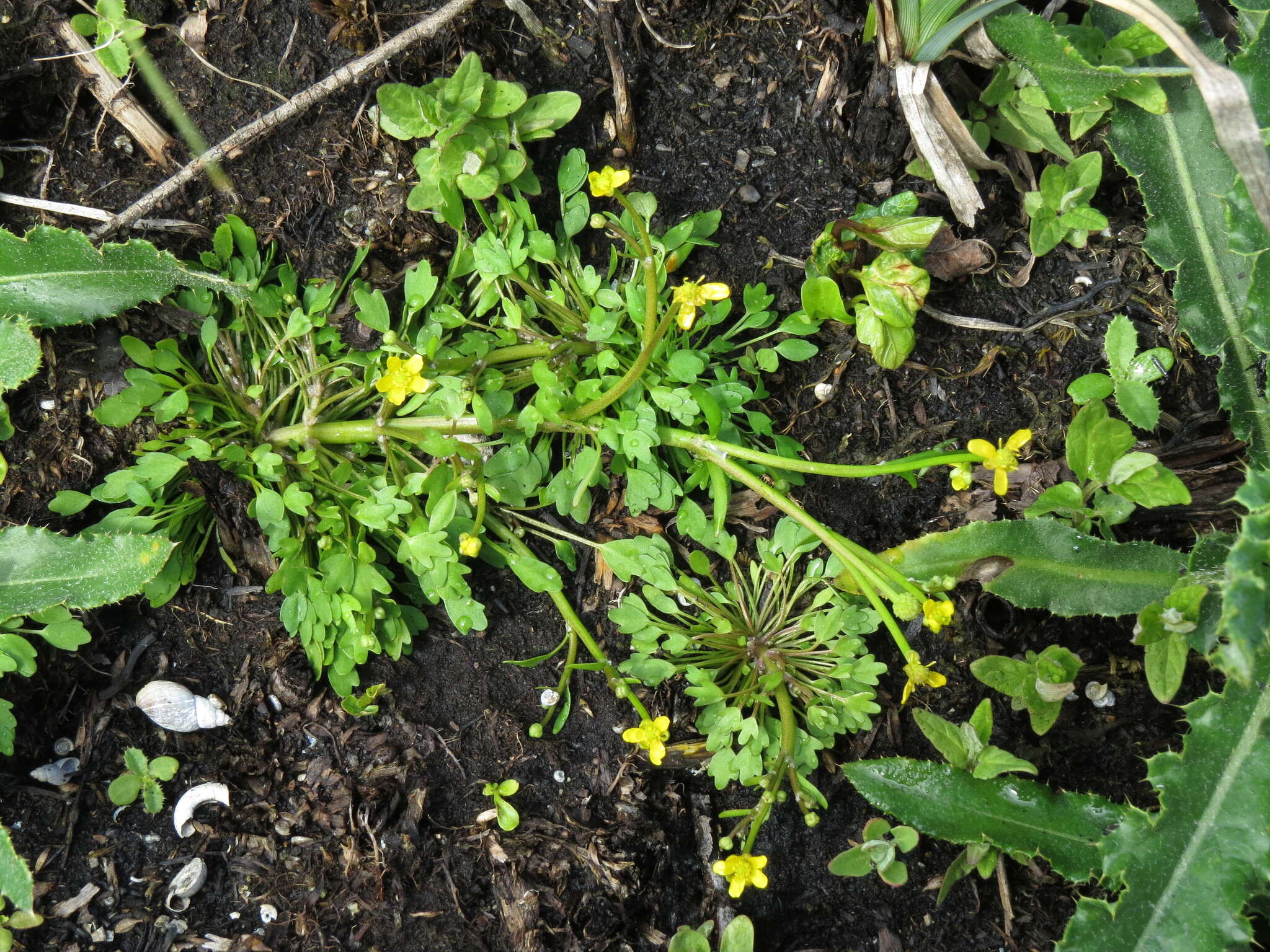 Слика од Ranunculus polyphyllus W. & K. ex Willd.