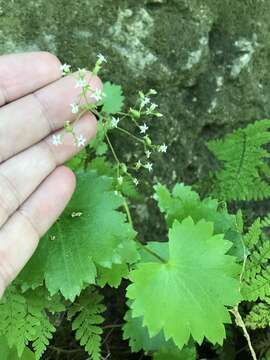 صورة Sullivantia sullivantii (Torr. & Gray) Britt.