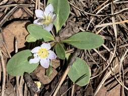 Слика од Hesperochiron pumilus (Griseb.) Porter