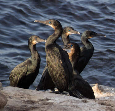 Image of Brandt's Cormorant