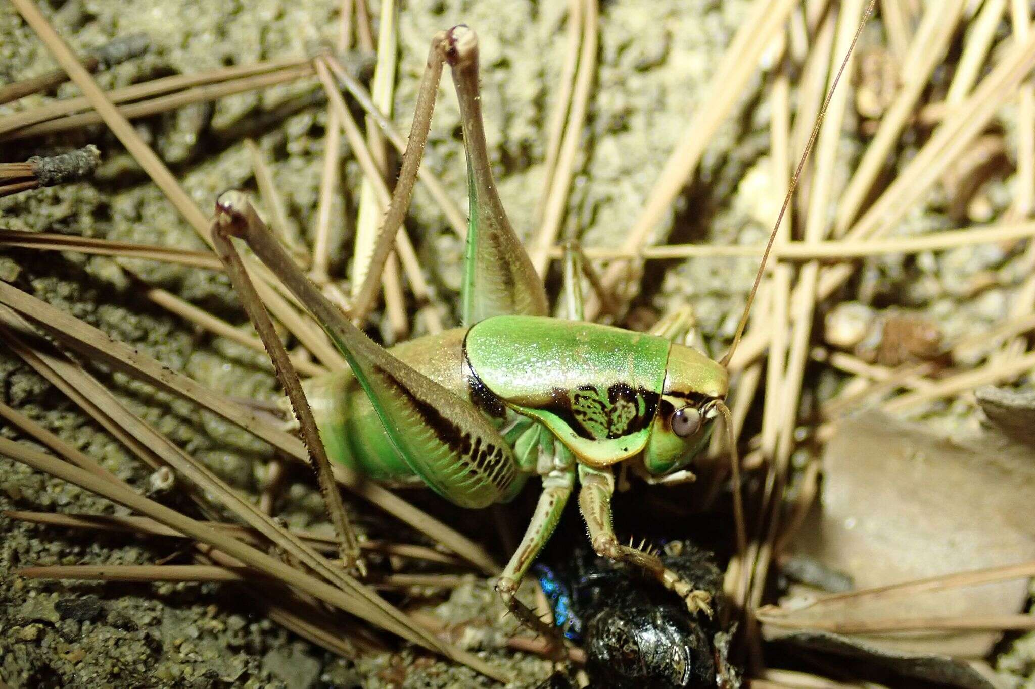 Image of Eupholidoptera chabrieri (Charpentier 1825)