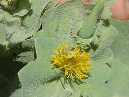 Image of Yellow Horned Poppy