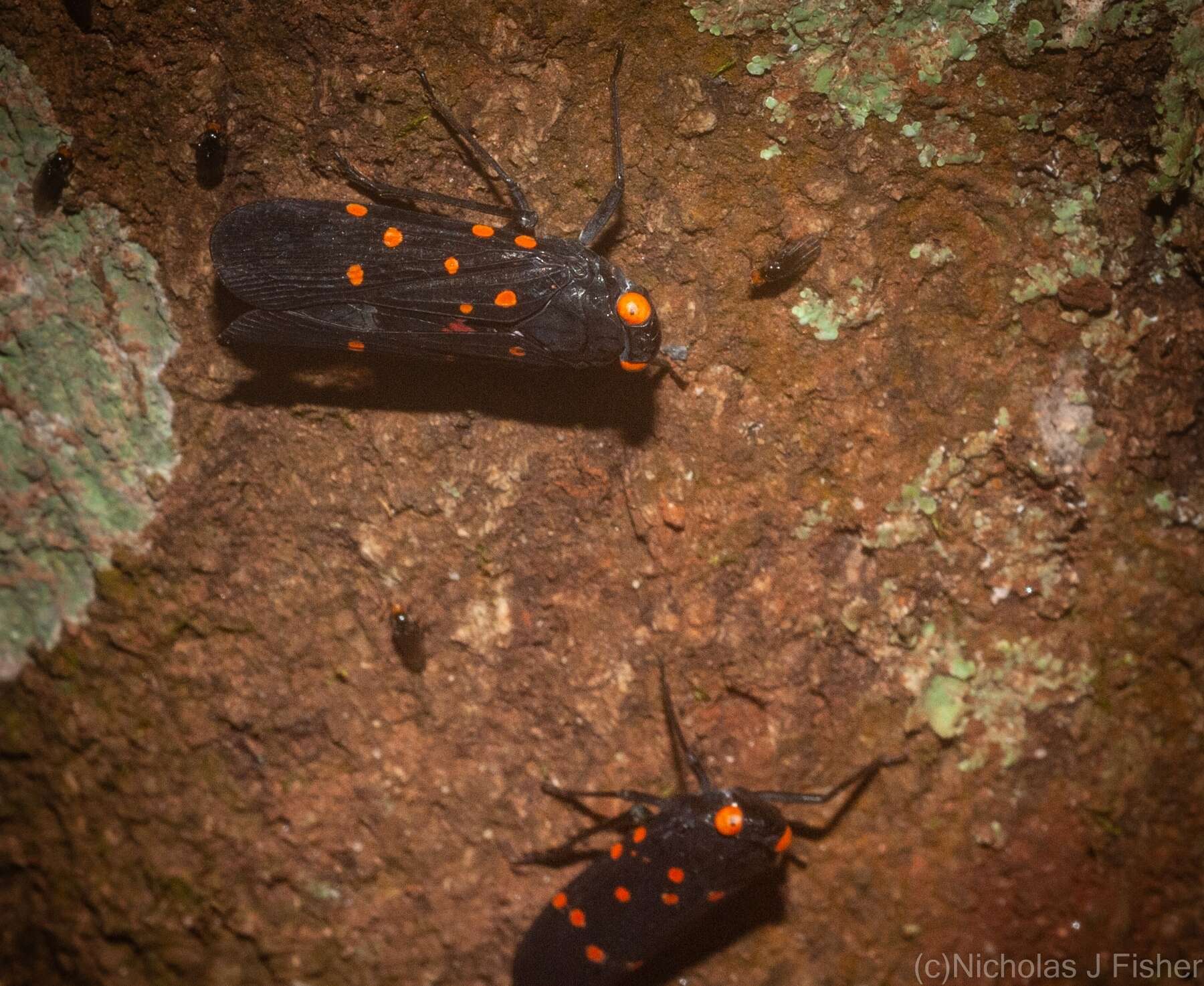 Imagem de Desudaba maculata Distant 1892