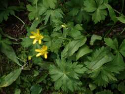 Image of waterplantain buttercup