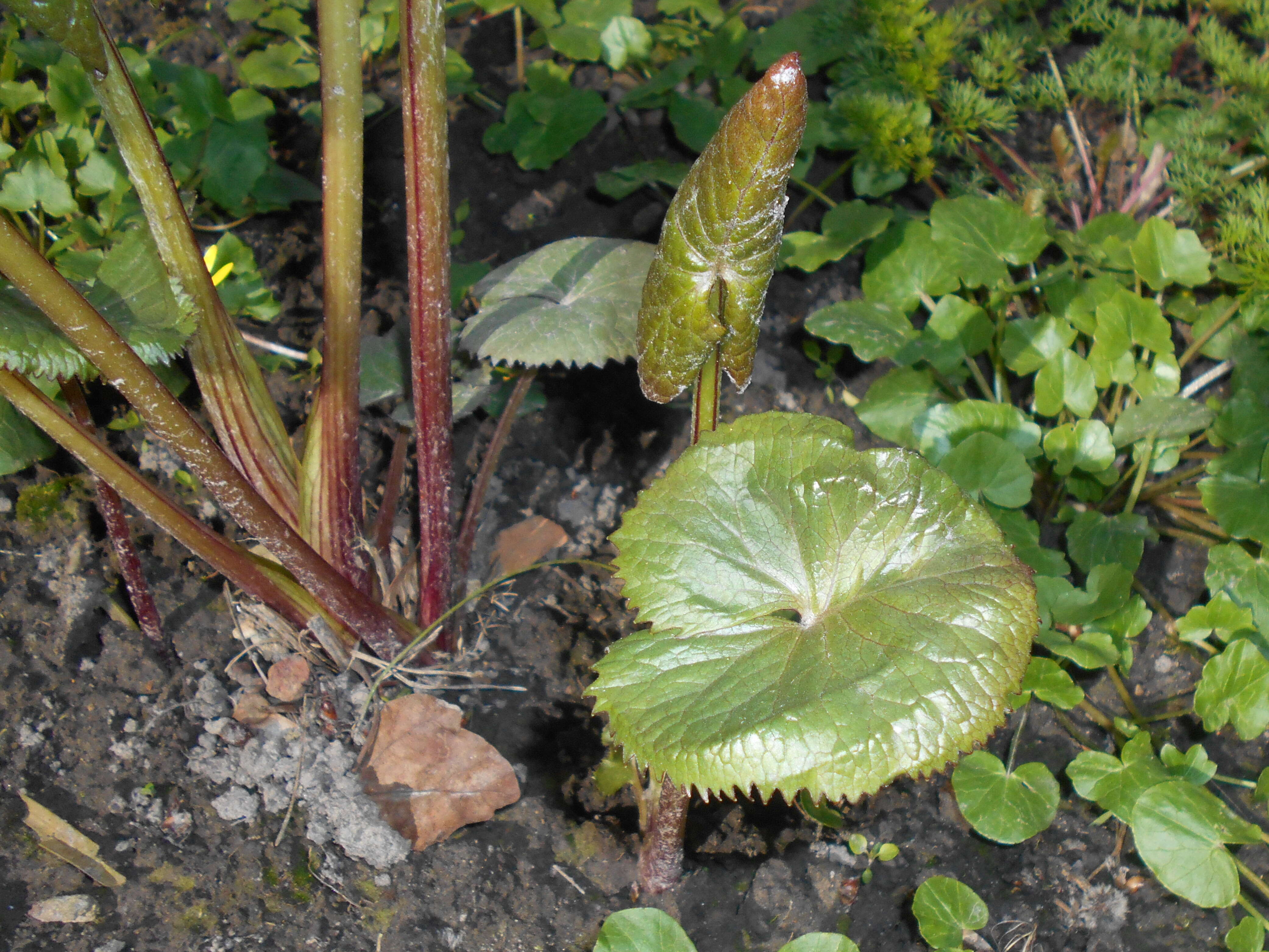 Image of Ligularia sibirica (L.) Cass.