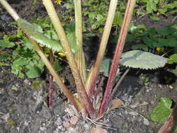 Image of Ligularia sibirica (L.) Cass.