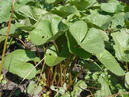 Image of Ligularia sibirica (L.) Cass.