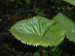 Image of Ligularia sibirica (L.) Cass.