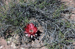 Image de Echinopsis marsoneri Werderm.