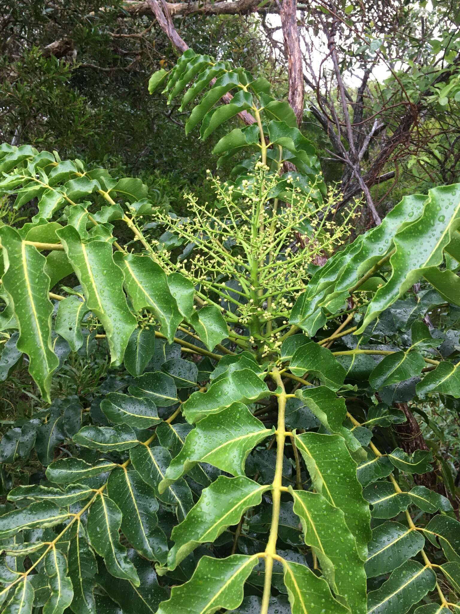 Image of Polyscias crenata (Pancher & Sebert) Frodin