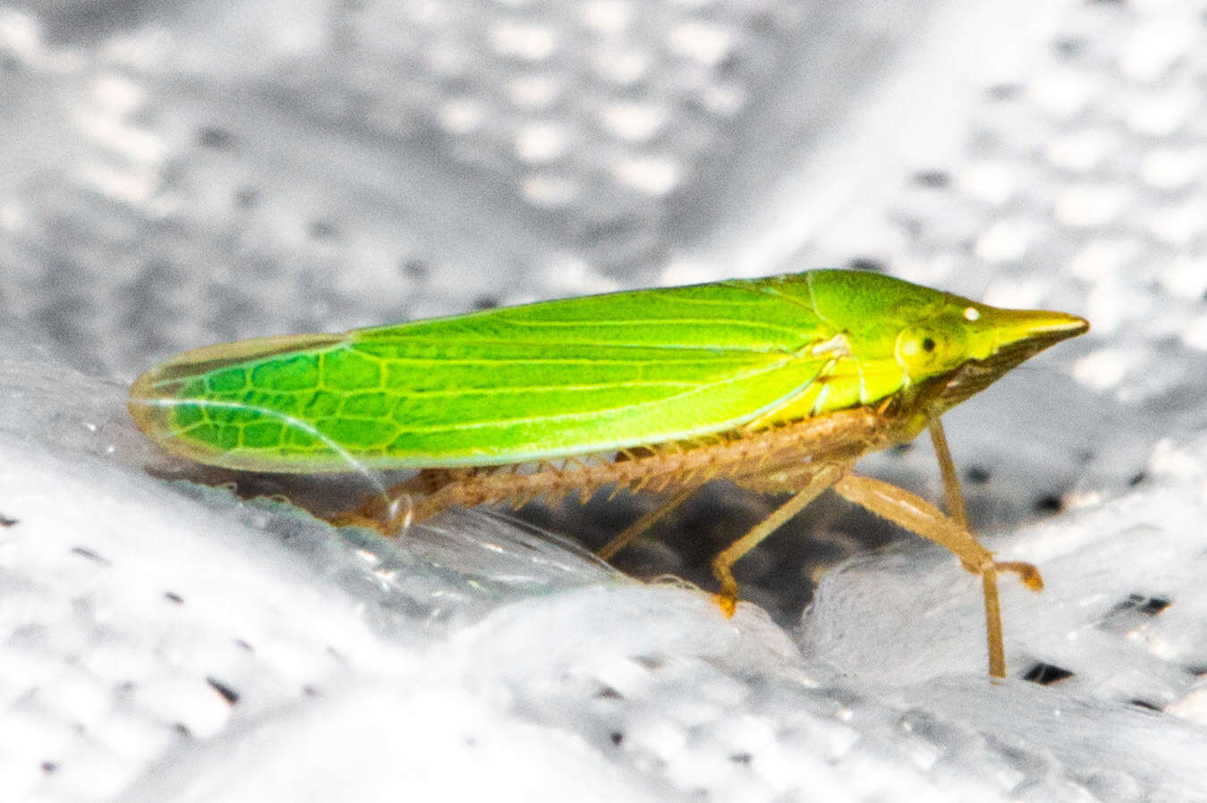 Image of Leafhopper